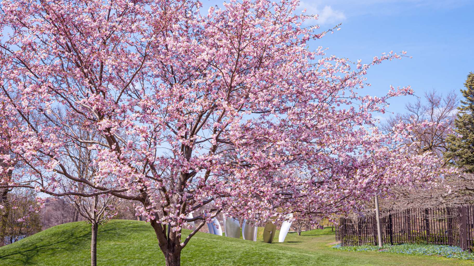 5 Things to Do This Weekend Cherry Blossom Celebration, Variety of